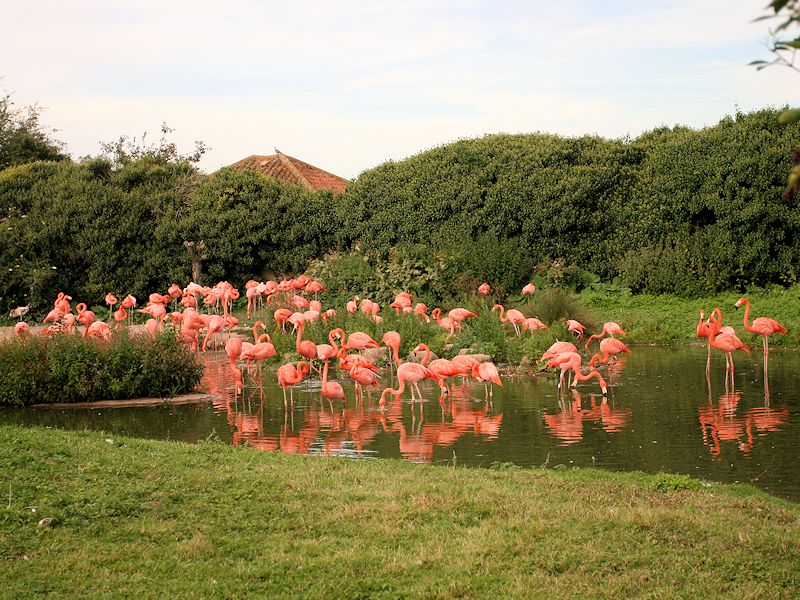 Caribbean flamingo Zone - WWT Slimbridge